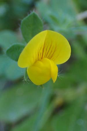 Lotus edulis \ Essbarer Hornklee, Rhodos Lindos 20.3.2023