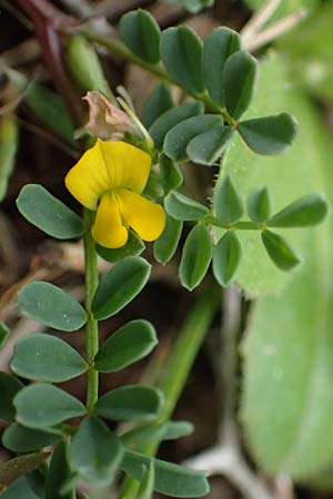 Hippocrepis unisiliquosa \ Einh�lsiger Hufeisenklee, Rhodos Akramitis 21.3.2023