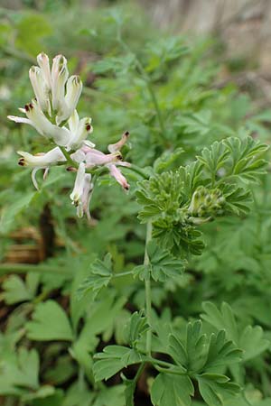 Fumaria capreolata \ Rankender Erdrauch / White Ramping Fumitory, Rhodos City 28.3.2019
