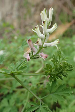 Fumaria capreolata \ Rankender Erdrauch / White Ramping Fumitory, Rhodos City 28.3.2019