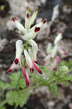 Fumaria capreolata \ Rankender Erdrauch / White Ramping Fumitory, Rhodos City 28.3.2019