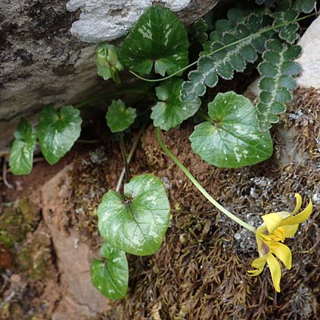 Ficaria chrysocephala \ Goldschopf-Scharbockskraut / Eastern Fig Buttercup, Rhodos/Rhodes Attaviros 23.3.2023