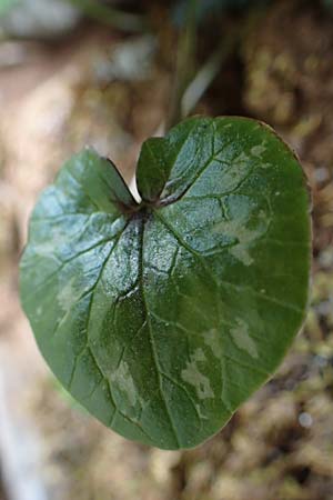 Ficaria chrysocephala \ Goldschopf-Scharbockskraut / Eastern Fig Buttercup, Rhodos/Rhodes Attaviros 23.3.2023