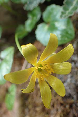Ficaria chrysocephala \ Goldschopf-Scharbockskraut / Eastern Fig Buttercup, Rhodos/Rhodes Attaviros 23.3.2023