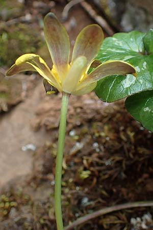 Ficaria chrysocephala \ Goldschopf-Scharbockskraut / Eastern Fig Buttercup, Rhodos/Rhodes Attaviros 23.3.2023