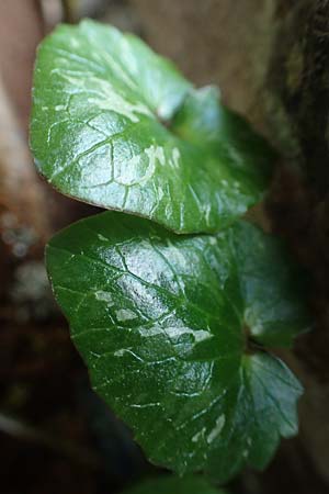Ficaria chrysocephala \ Goldschopf-Scharbockskraut / Eastern Fig Buttercup, Rhodos/Rhodes Attaviros 23.3.2023