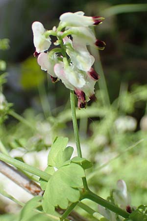 Fumaria capreolata \ Rankender Erdrauch / White Ramping Fumitory, Rhodos City 28.3.2023