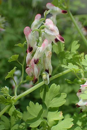 Fumaria capreolata \ Rankender Erdrauch / White Ramping Fumitory, Rhodos City 28.3.2023