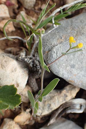 Coronilla scorpioides \ Skorpions-Kronwicke / Annual Scorpion Vetch, Rhodos/Rhodes Prasonisi 1.4.2019