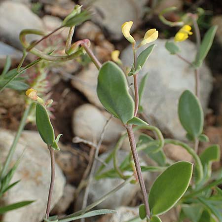 Coronilla scorpioides \ Skorpions-Kronwicke / Annual Scorpion Vetch, Rhodos/Rhodes Prasonisi 1.4.2019