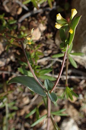 Coronilla scorpioides \ Skorpions-Kronwicke / Annual Scorpion Vetch, Rhodos/Rhodes Prasonisi 1.4.2019