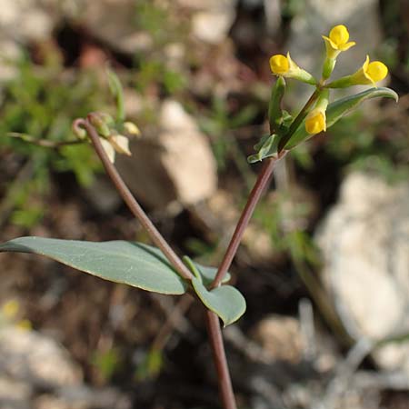 Coronilla scorpioides \ Skorpions-Kronwicke / Annual Scorpion Vetch, Rhodos/Rhodes Prasonisi 1.4.2019