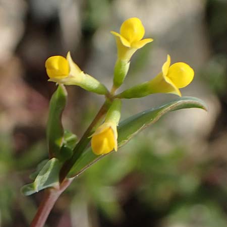 Coronilla scorpioides \ Skorpions-Kronwicke / Annual Scorpion Vetch, Rhodos/Rhodes Prasonisi 1.4.2019
