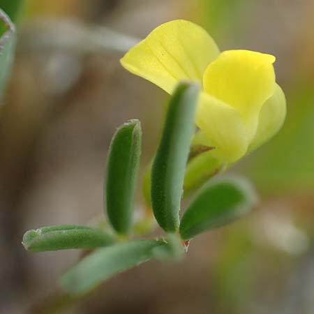 Hippocrepis unisiliquosa \ Einh�lsiger Hufeisenklee, Rhodos Prasonisi 1.4.2019