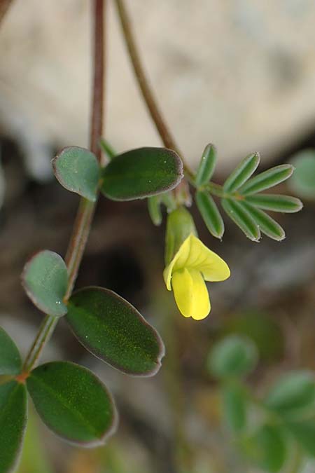 Hippocrepis unisiliquosa \ Einh�lsiger Hufeisenklee, Rhodos Prasonisi 1.4.2019