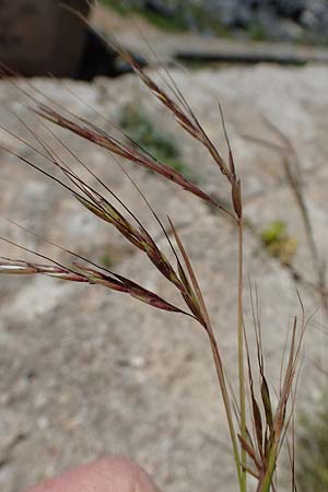 Hyparrhenia hirta \ Behaartes Kahngras / Thatching Grass, Coolatai Grass, Rhodos/Rhodes Lindos 20.3.2023