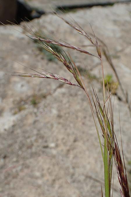 Hyparrhenia hirta \ Behaartes Kahngras / Thatching Grass, Coolatai Grass, Rhodos/Rhodes Lindos 20.3.2023
