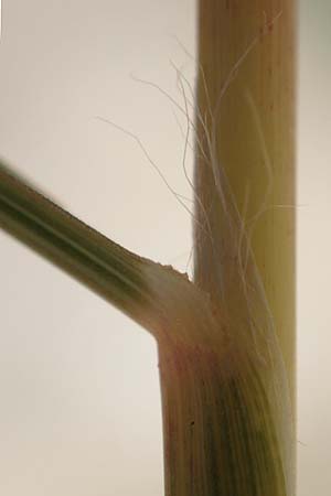 Hyparrhenia hirta \ Behaartes Kahngras / Thatching Grass, Coolatai Grass, Rhodos/Rhodes Lindos 20.3.2023