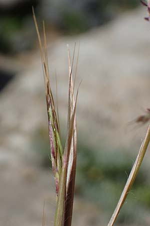 Hyparrhenia hirta \ Behaartes Kahngras / Thatching Grass, Coolatai Grass, Rhodos/Rhodes Lindos 20.3.2023