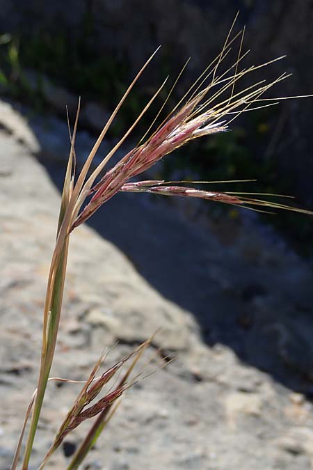 Hyparrhenia hirta \ Behaartes Kahngras / Thatching Grass, Coolatai Grass, Rhodos/Rhodes Lindos 20.3.2023