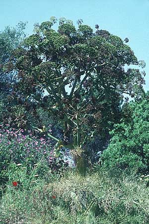 Ferula glauca \ Graugr&uuml;nes Rutenkraut, Blaugr&uuml;nes Steckenkraut / Bluish Fennel, Rhodos/Rhodes Philerimos 5.5.1987
