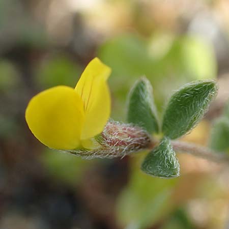 Lotus peregrinus \ Fremder Hornklee, Rhodos Apolakkia 3.4.2019