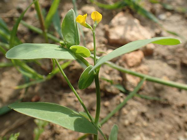 Coronilla scorpioides \ Skorpions-Kronwicke / Annual Scorpion Vetch, Rhodos/Rhodes Lahania 3.4.2019