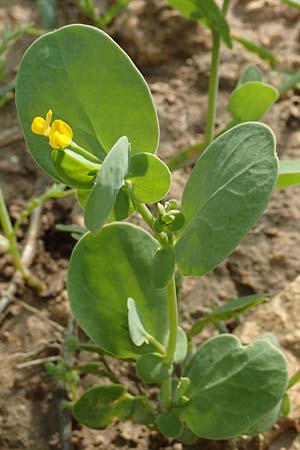 Coronilla scorpioides \ Skorpions-Kronwicke / Annual Scorpion Vetch, Rhodos/Rhodes Lahania 3.4.2019