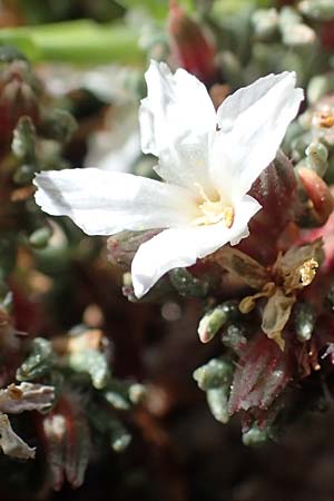 Frankenia hirsuta \ Rauhaarige Seeheide, Rhodos City 28.3.2023