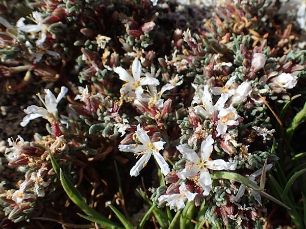 Frankenia hirsuta \ Rauhaarige Seeheide, Rhodos City 28.3.2023