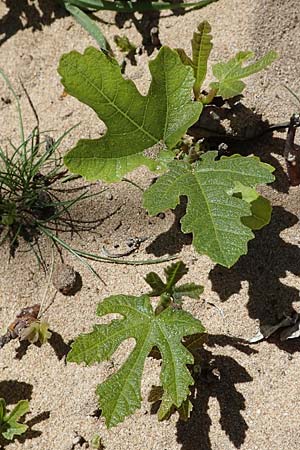 Ficus carica \ Feigenbaum / Fig, Rhodos Agathi Beach 26.3.2023