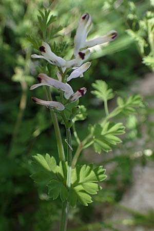 Fumaria judaica \ Jud&auml;a-Erdrauch / Judean Fumitory, Rhodos/Rhodes Mount Smith 18.3.2023