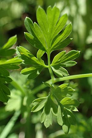 Fumaria judaica \ Jud&auml;a-Erdrauch / Judean Fumitory, Rhodos/Rhodes Mount Smith 18.3.2023