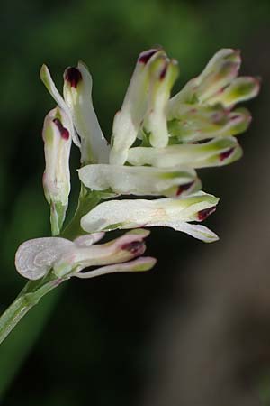 Fumaria judaica \ Jud&auml;a-Erdrauch / Judean Fumitory, Rhodos/Rhodes Mount Smith 18.3.2023