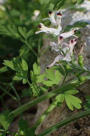 Fumaria judaica \ Jud&auml;a-Erdrauch / Judean Fumitory, Rhodos/Rhodes Mount Smith 18.3.2023