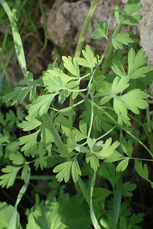 Fumaria judaica \ Jud&auml;a-Erdrauch / Judean Fumitory, Rhodos/Rhodes Mount Smith 18.3.2023
