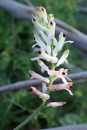 Fumaria judaica \ Jud&auml;a-Erdrauch / Judean Fumitory, Rhodos/Rhodes Stegna 28.3.2023