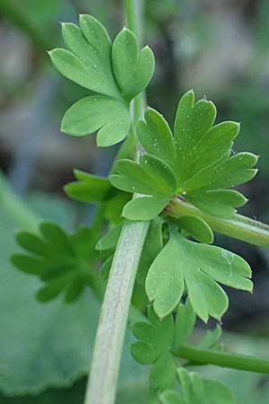Fumaria judaica \ Jud&auml;a-Erdrauch / Judean Fumitory, Rhodos/Rhodes Stegna 28.3.2023