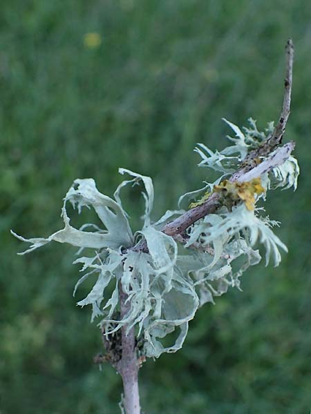 Lecanorales specI ? \ Flechte / Lichen, Rhodos/Rhodes Kimisala-Doline 24.3.2023