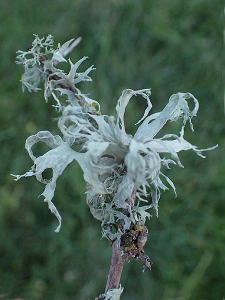 Lecanorales specI ? \ Flechte / Lichen, Rhodos/Rhodes Kimisala-Doline 24.3.2023