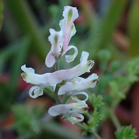 Fumaria macrocarpa \ Gro&szlig;fr&uuml;chtiger Erdrauch / Large-Fruited Fumitory, Rhodos/Rhodes Lahania 25.3.2023