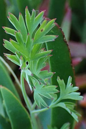 Fumaria macrocarpa \ Gro&szlig;fr&uuml;chtiger Erdrauch / Large-Fruited Fumitory, Rhodos/Rhodes Lahania 25.3.2023