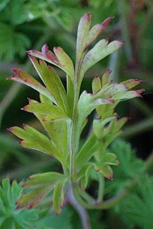 Fumaria macrocarpa \ Gro&szlig;fr&uuml;chtiger Erdrauch / Large-Fruited Fumitory, Rhodos/Rhodes Lahania 25.3.2023