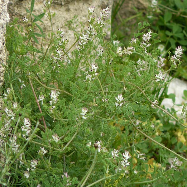 Fumaria parviflora \ Kleinbltiger Erdrauch / Fine-Leaved Fumitory, Rhodos Kamiros 22.3.2023