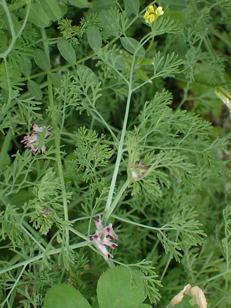 Fumaria parviflora \ Kleinbltiger Erdrauch / Fine-Leaved Fumitory, Rhodos Kamiros 22.3.2023