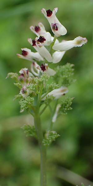 Fumaria parviflora \ Kleinbltiger Erdrauch / Fine-Leaved Fumitory, Rhodos Kamiros 22.3.2023