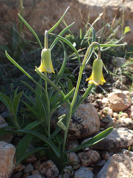 Fritillaria rhodia \ Rhodische Schachblume / Rhodian Fritillary, Rhodos/Rhodes Prasonisi 26.3.2019