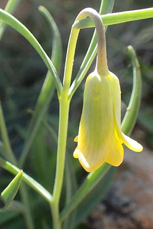Fritillaria rhodia \ Rhodische Schachblume / Rhodian Fritillary, Rhodos/Rhodes Prasonisi 26.3.2019