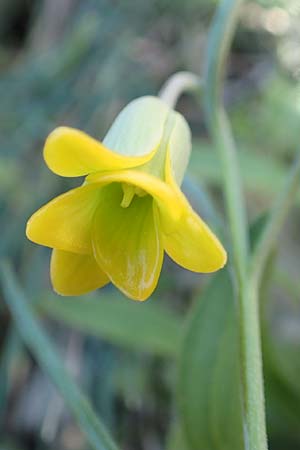 Fritillaria rhodia \ Rhodische Schachblume / Rhodian Fritillary, Rhodos/Rhodes Prasonisi 26.3.2019