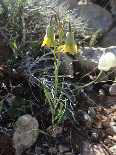 Fritillaria rhodia \ Rhodische Schachblume / Rhodian Fritillary, Rhodos/Rhodes Prasonisi 26.3.2019